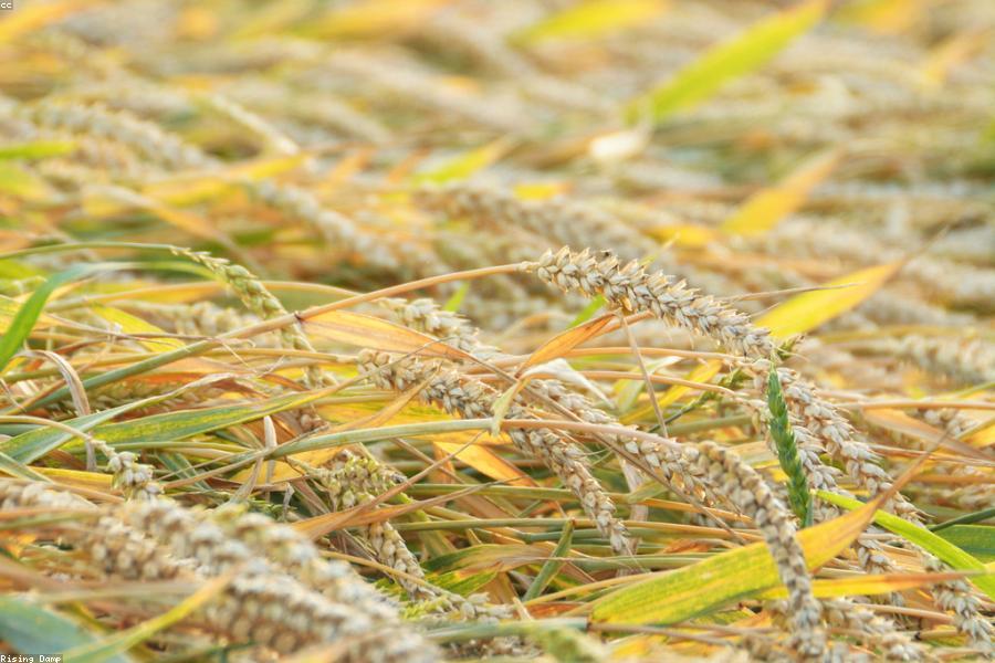 Grains