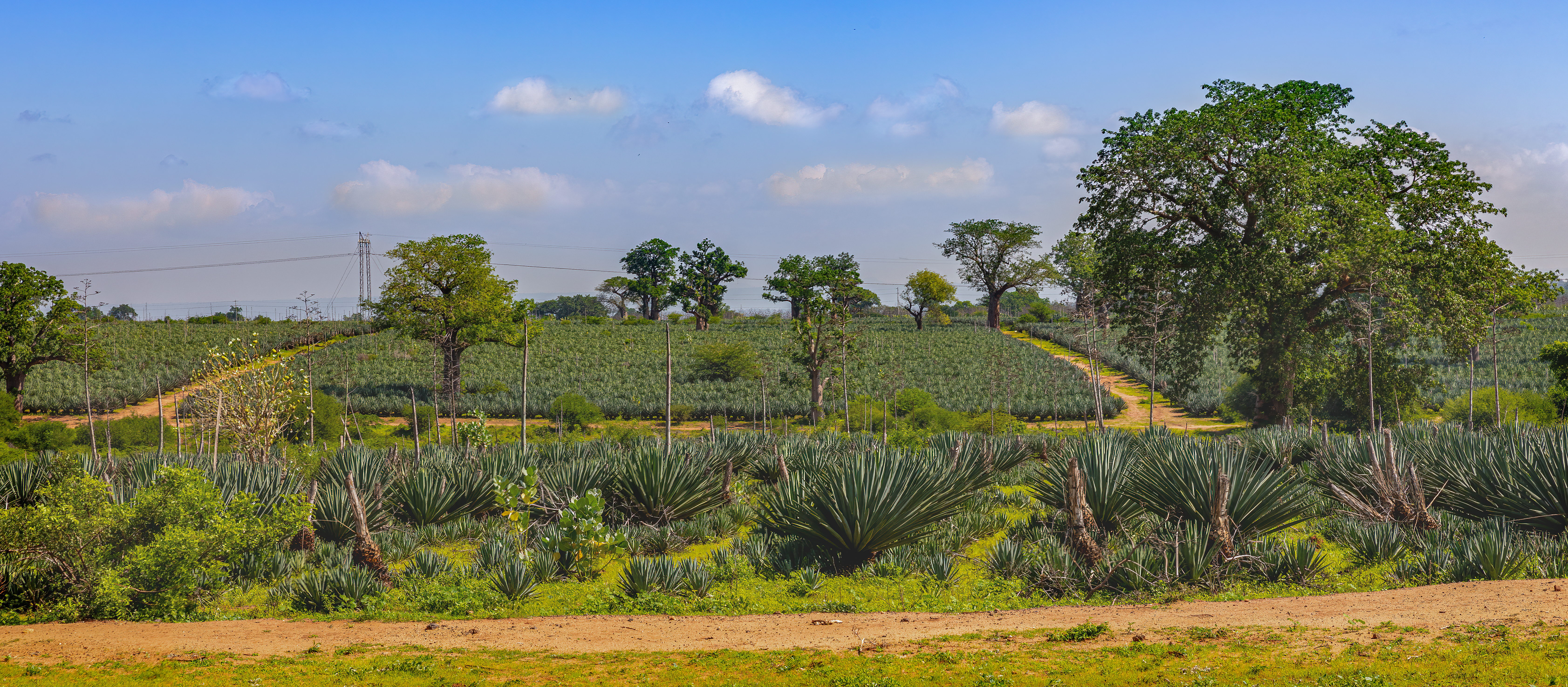Sisal